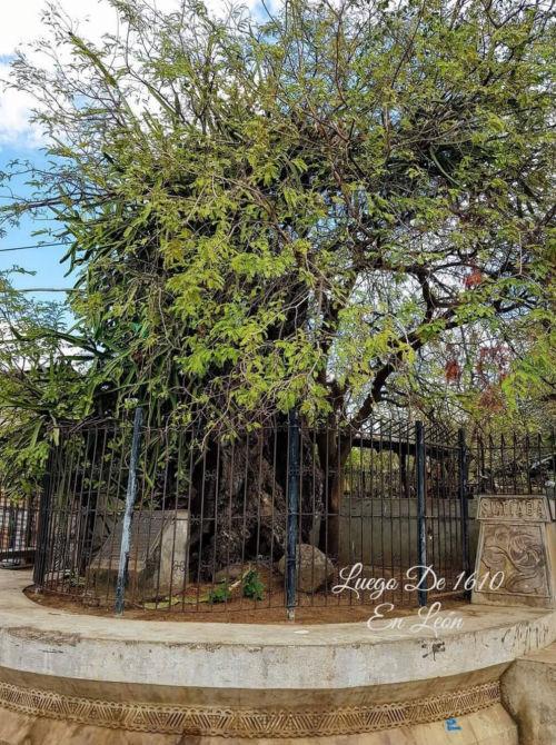 El tamarindón de Sutiaba en León, Nicaragua